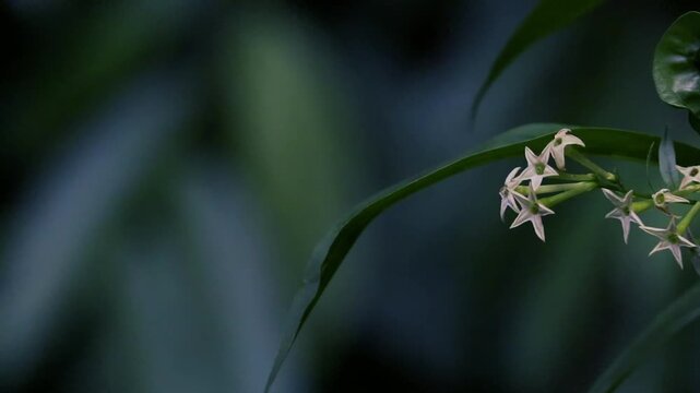 Close-up of night blooming jasmine cestrum nocturnum white flowers and green leaves in a garden