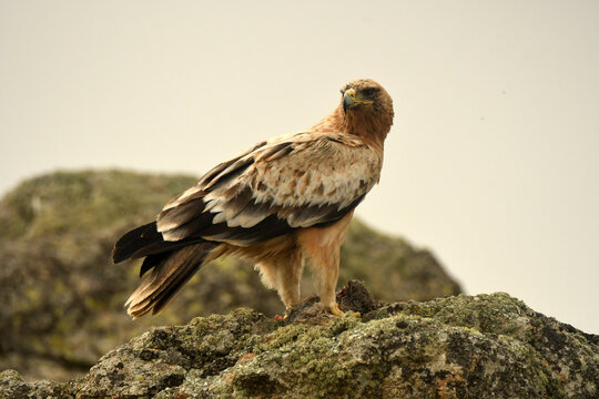 aguila imperial en la sierra