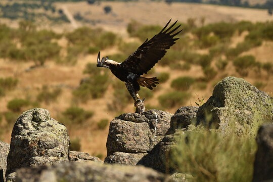 aguila imperial en la sierra
