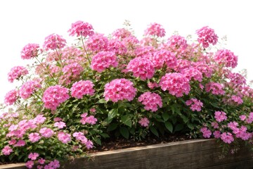 Obraz premium Cluster of pink garden flowers in a contained flower bed against white background for horticulture concepts