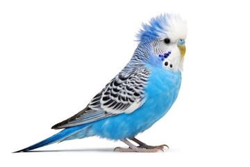 Fototapeta premium Blue crested budgerigar in profile pose with pure white background
