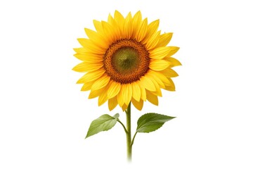 Naklejka premium Isolated vibrant sunflower with white empty space