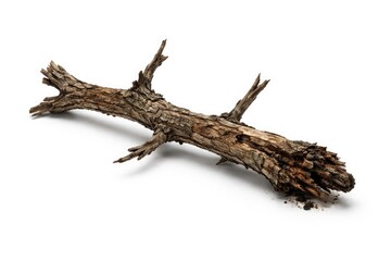 Fototapeta premium Isolated dry dead branch with signs of rot on solid white background