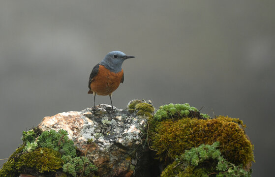 roquero rojo sobre las piedras en primavera