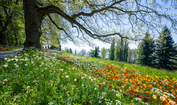 Sunny spring meadow blooming with colorful flowers on mainau island