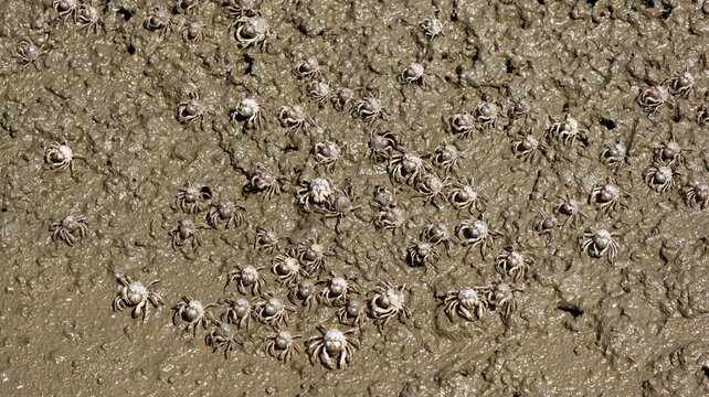 Large Group of Fiddler Crabs Crawling on Muddy Wetland Ground Aerial View
