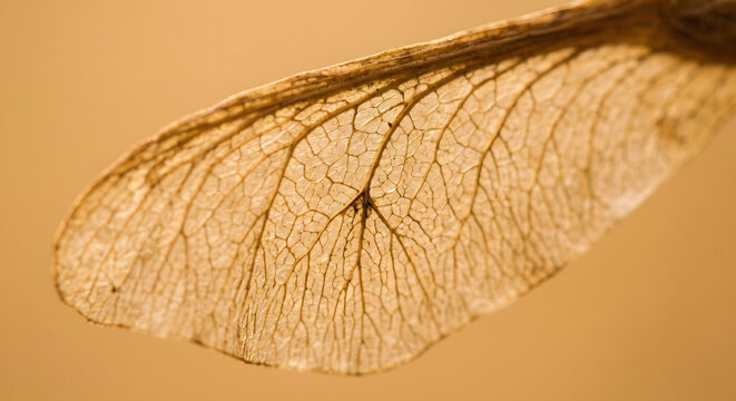 Extreme Macro of a Dry Maple Samara Wing