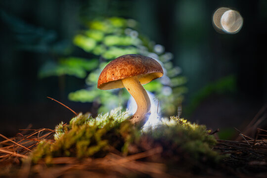 View of a luminous mushroom with a velvety brown cap emerging from soft green moss in a dark, mysterious forest, Kabupaten Soppeng, South Sulawesi, Indonesia.
