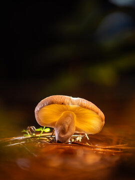 View of a mystical glowing mushroom with an ethereal yellow light emanating from its delicate cap, contrasting against a dark, reflective forest floor, Kabupaten Soppeng, South Sulawesi, Indonesia.