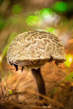 View of a solitary mushroom with a textured, light brown cap and dark stem, rising from the ground with a soft, vibrant bokeh, Kabupaten Soppeng, South Sulawesi, Indonesia.