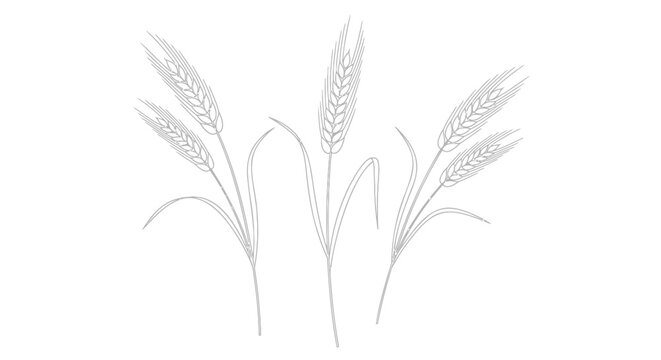 Wheat, grain, ears, illustration, vector graphics, agriculture, food, icons