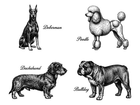 Dog breed set with doberman poodle dachshund bulldog in engraving