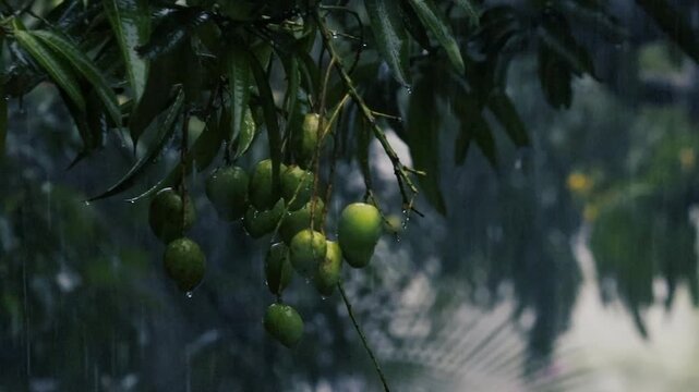 Close-up of green mangoes hanging on a tree branch during heavy tropical rain in a moody garden