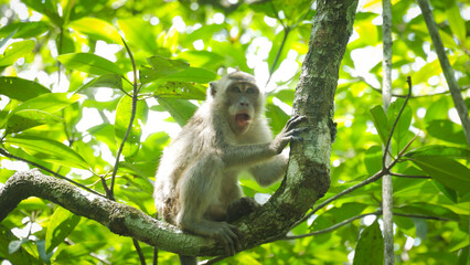 Fototapeta premium Wild macaque monkey screaming on a tree branch in a lush jungle