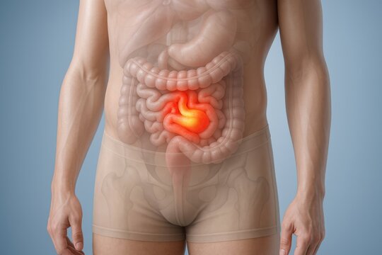 3D medical illustration showing abdomen and pelvis with visible intestines highlighting bowel obstruction, intestinal blockage and pain concept, realistic anatomy visualization for medical education