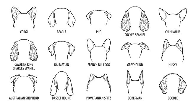 Dog ear head outline set corgi beagle pug husky spaniel line art