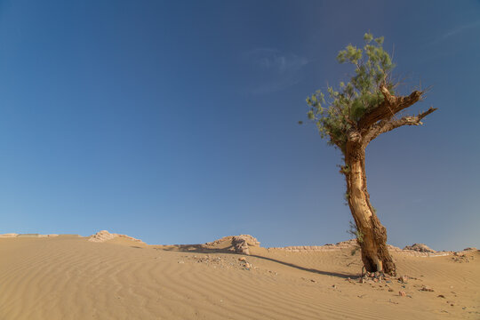 View of a solitary, resilient tree casting a long shadow across golden ripples of desert sand under an azure sky, with subtle ruins in the distance, Bahawalpur, Pakistan.