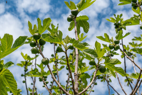 Green figs fruit hanging on the branch of a fig tree, ficus carica