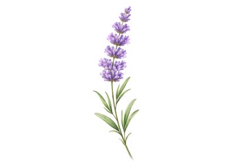 Fototapeta premium Illustrated lavender branch with detailed blossoms against a clean white background for stationery