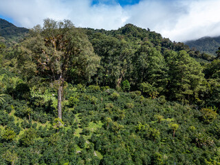 Obraz premium Lush green coffee plants thriving on a hillside farm in Boquete, Chiriqui, Panama, with dense forest and misty mountains creating a vibrant agricultural landscape - stock photo