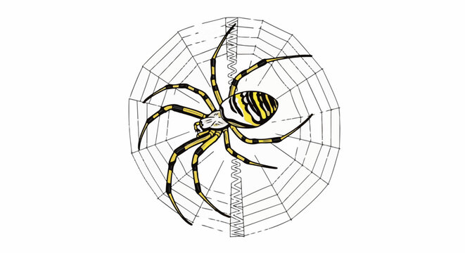A black and yellow striped spider sits on its web, which is drawn in a sketch style