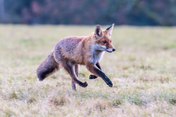 Fototapeta premium Cute Red Fox, Vulpes vulpes in fall forest. Beautiful animal in the nature habitat. Wildlife scene from the wild nature. Red fox running in orange autumn leaves