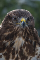 Obraz premium Birds of prey - Common Buzzard (Buteo buteo)