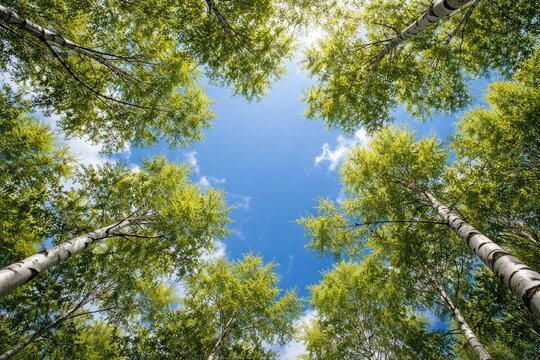 Bright blue sky visible between branches of white barked trees