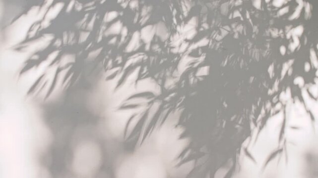 Soft light and shadows from tree branches, plant, foliage.The leaves transparent, blurred shadows are reflected in the morning sunlight. Sun and shadows. Product presentation, mockup for advertising. 