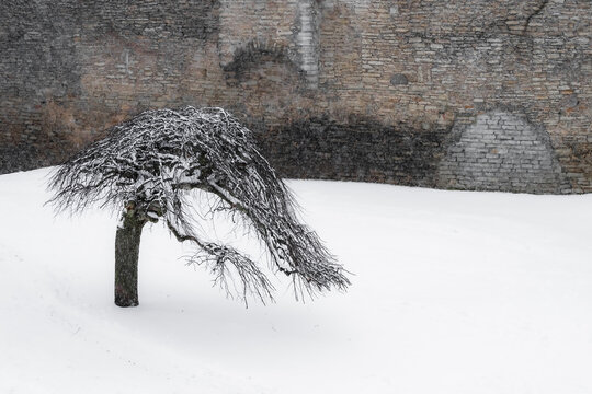 View of a solitary, snow-laden weeping tree stands in stark contrast against the ancient stone wall under a gray sky, Tallinn, Estonia.