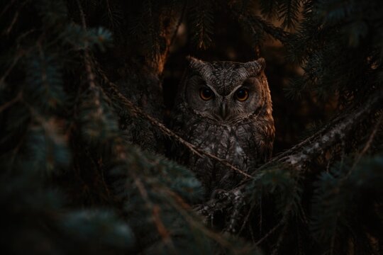 Early light showing a scops owl hiding in dense tree branches