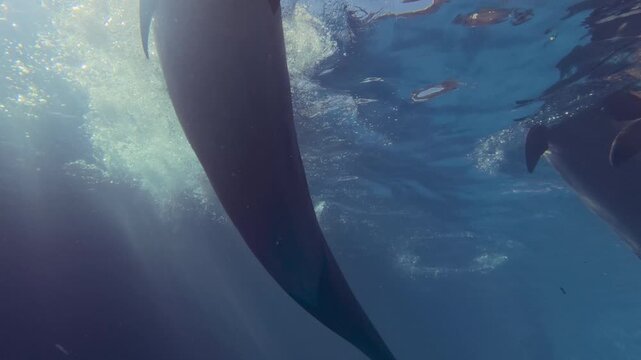 Group of bottlenose dolphins play beneath water surface in morning rays of sunlight, slow motion. Family of playful dolphins swims under surface, illuminated by sunbeams at sunrise, backlight by sun.