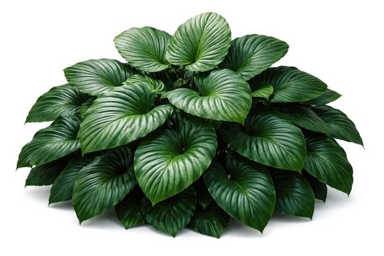 dark green vibrant homalomena foliage isolated on white background for botanical and design projects