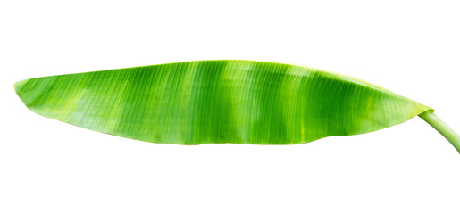 fresh green banana leaf isolated on white © Wildaanun