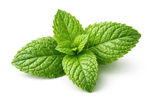 Freshly detailed mint leaf isolated on white background with clipping path and vivid depth