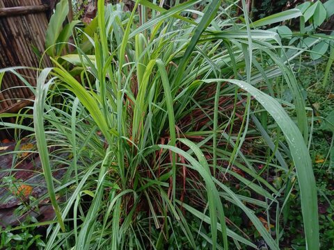 Lemongrass Plant with Long Green Blades