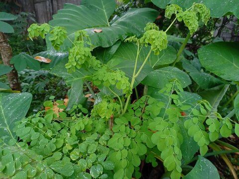 Moringa Tree with Fresh Green Leaves