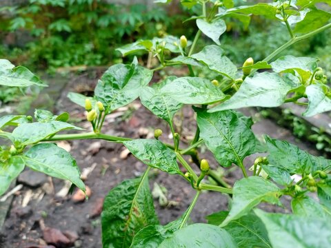 Fresh Chili Plant Growing with Ripe Peppers
