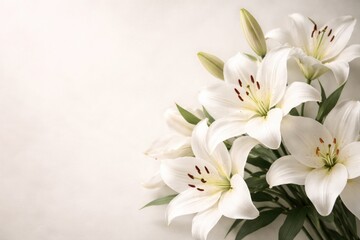 Fototapeta premium Graceful white lily flowers set on a subtle off white background with copy space