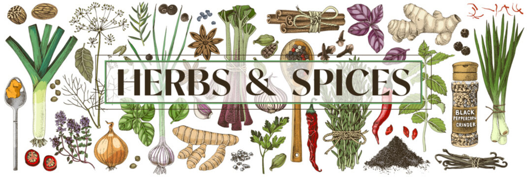 Herbs and spices vector banner