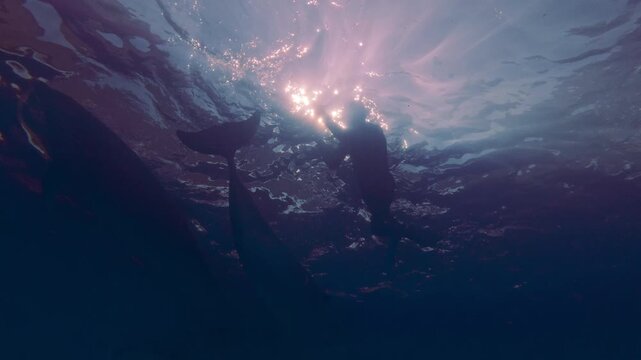 Silhouettes of freediver filming dolphins with an action camera in bright dancing morning sun light below surface, backlit by sunbeams. Man snorkeler captures bottlenose dolphins in rays of sunrise
