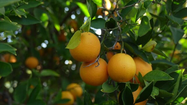 Sunlit healthy orange fruits in orchard