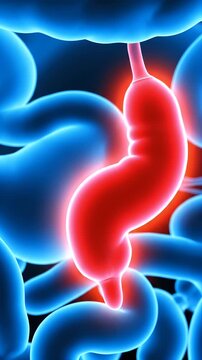 Translucent Illustration of the Human Digestive System Highlighting the Appendix in Blue and Red Colors