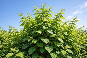 Fototapeta premium Fast growing Japanese Knotweed with lush leaves against a clear blue sky
