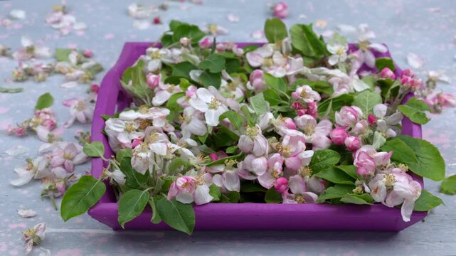 Apple Spring flowers opening. Beautiful Spring Apricot tree blossom open timelapse, extreme close up. Time lapse of Easter fresh pink blossoming apples closeup isolated on white. Blooming