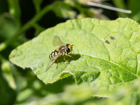 Bio Diversity - Eupeodes corollae - Little Yellow Fly on a Green Leaf