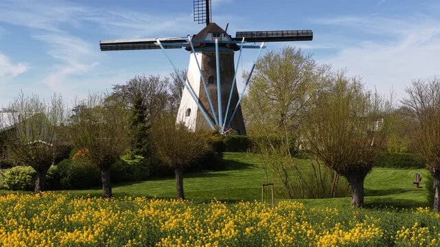 Traditional dutch windmill in a yellow rapeseed field