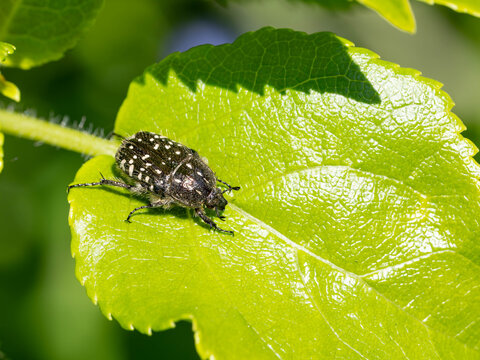 Bio Diversity - Oxythyrea funesta - Black Beetle on Roses