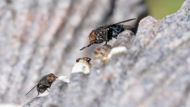 Bio Diversity - Calliphora vicina - Blue Bottle Fly with great Details