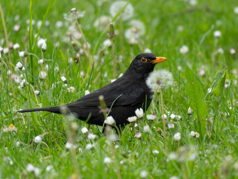 Birds in Spring - Male Blackbird standing in the Grass behind a Dandelion